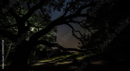 Ancient Tree Silhouette Under a Starry Night Sky