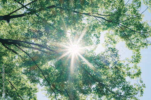 фотографія 夏の太陽の暑く強い日差し　木々の葉から差し込むさわやかな木漏れ日の光とキラキラの輝く明るい丸ボケと光芒　アウトドア・夏休み・日焼け・バカンス・旅行・洗濯のイメー