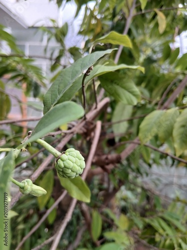 Young Sugar Apple Fruit on Tree