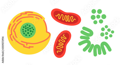 Canvas Print Cell organelles and structures illustration.