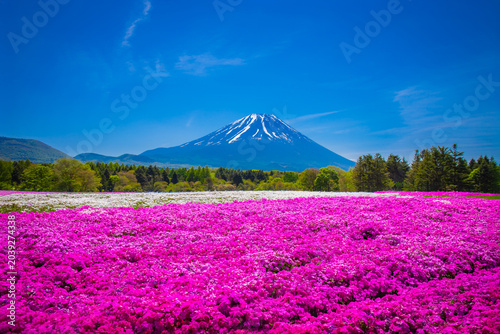 Japan Shibazakura Festival with the field of pink moss of Sakura or cherry blossom with Mountain Fuji Yamanashi, Japan (Fuji mountain focus)
