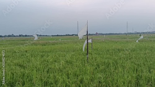 indonesian rice field, paddy in traditonal field