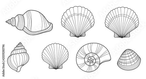 Bilde på lerret Collection of various seashells line art.