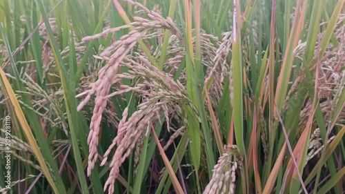 indonesian rice field, paddy in traditonal field
