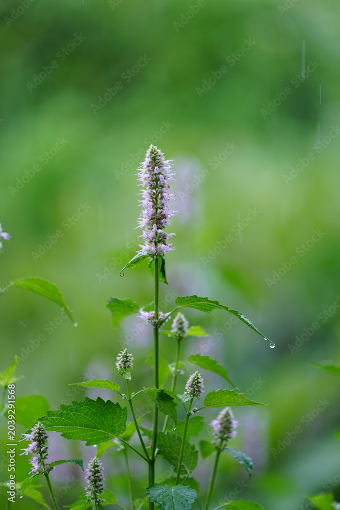 Fototapeta premium wild flowers in the garden