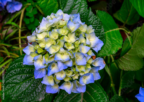 blue hydrangea flowers