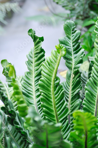 Fotografija Cobra fern, ASPLENIACEAE or Asplenium nidus Cobra Fern or Asplenium nidus L cult