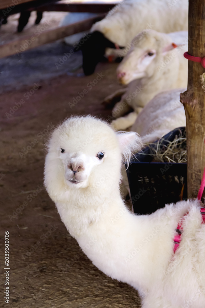 Fototapeta premium Alpaca looking at camera in sheep farm