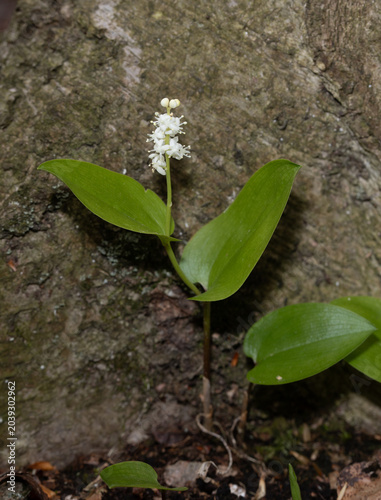 Closeup of a blooming Canada Mayflower (Maianthemum canadense) with its raceme of tiny white flowers against the gray bark of an American beech (Fagus grandifolia) tree.