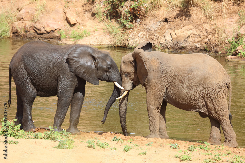 Fototapeta premium Afrikanischer Elefant / African elephant / Loxodonta africana