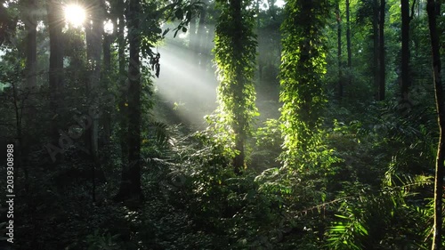 Walk through dense forests as the sun peeks through the trees in summer. The rays illuminate the green forest. Cifor, IPB University Bogor research forest, Indonesia.
