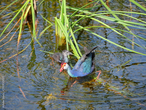 Parent and chick of Purple Swamphen ( Porphyrio porphyrio ) walking on grass and water in wetland, The blue waterbird has colorful beaks and red long legs in lake, Thailand