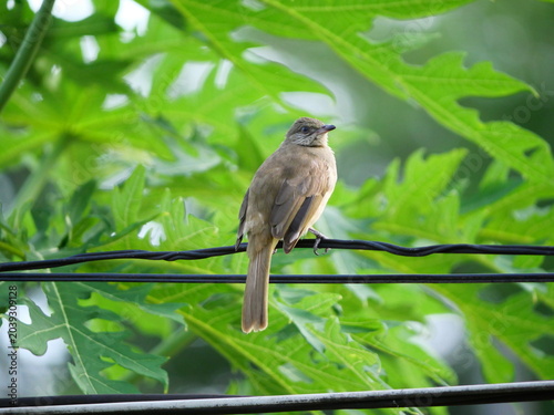 Streak-eared Bulbul (Pycnonotus blanfordi) bird on black power line with natural green leaves in background
