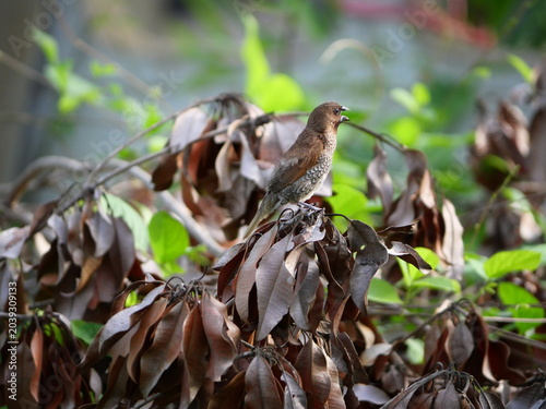 Scaly-breasted munia or spotted munia ( Lonchura punctulata ) on dry tree branch with natural green background, Black and white markings on a small brown bird found in Thailand.