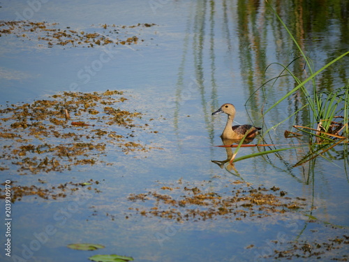 Lesser whistling duck with reflection on water surface and reed tree plant in lake, Green Field of Cattail trees in wetland, Khao Sam Roi Yot National Park , Thailand