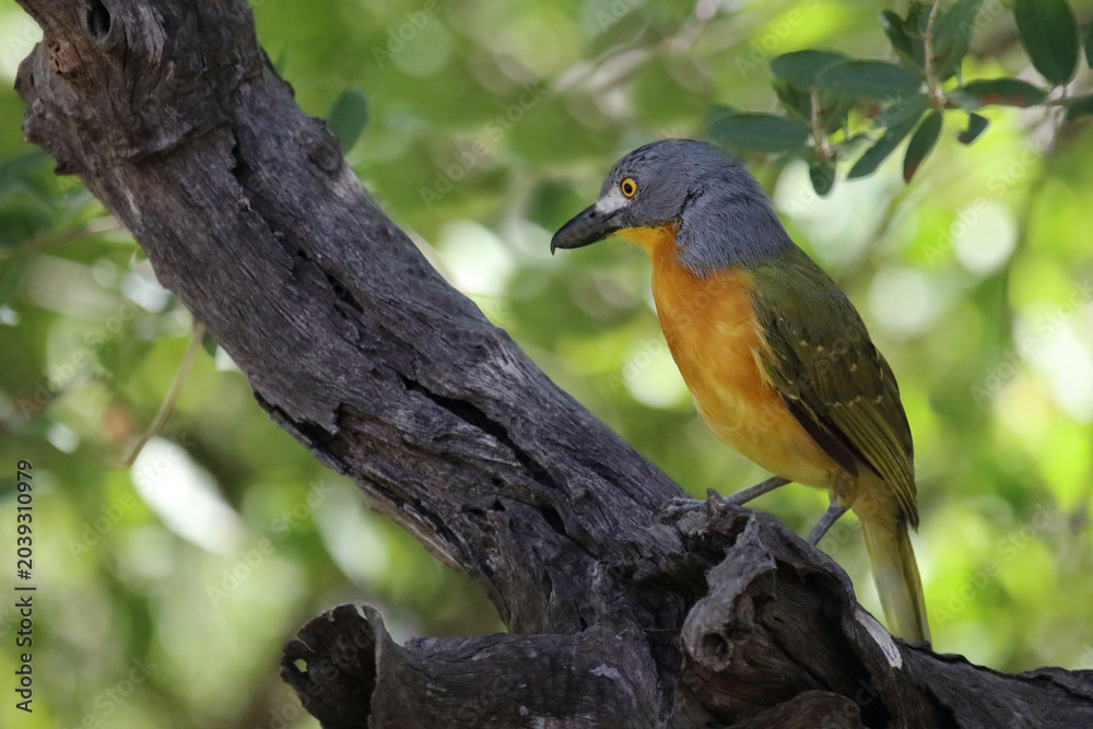 Obraz premium Graukopfwürger / Grey-headed bushshrike / Malaconotus blanchoti