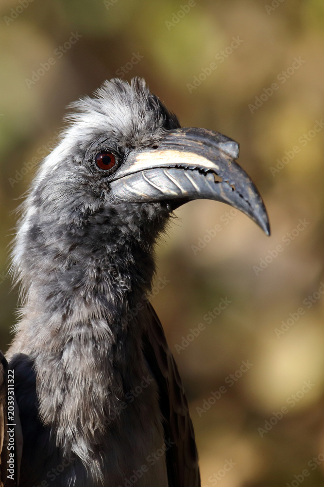 Fototapeta premium Grautoko / African grey hornbill / Lophoceros nasutus