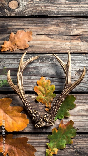 Deer Antlers on Wooden Background Leaves.