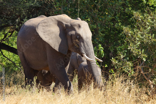 Photography Afrikanischer Elefant / African elephant / Loxodonta africana