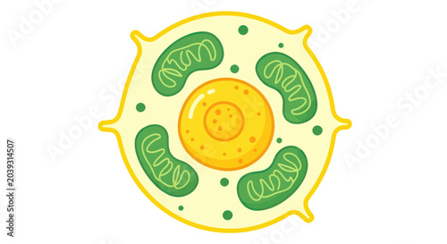 Bild auf Leinwand Cell with Mitochondria and Nucleus.