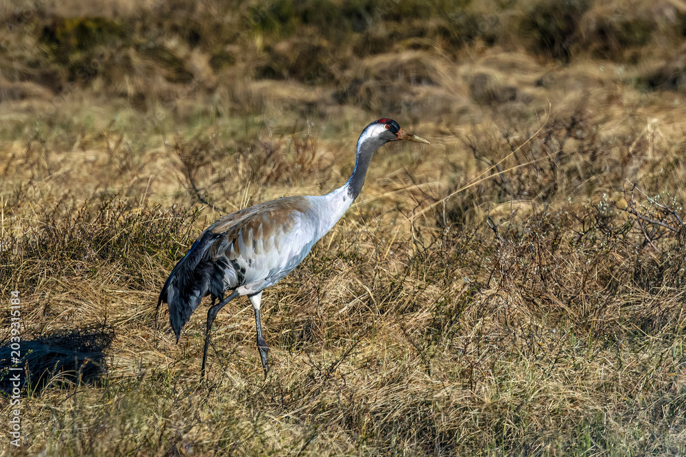 Fototapeta premium Kranich (Grus grus)