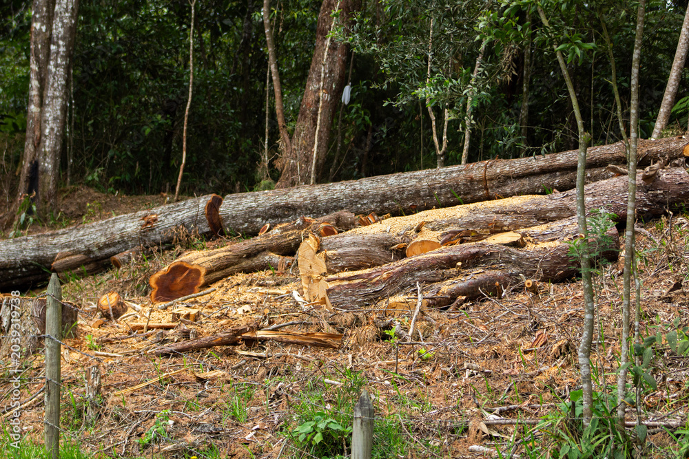 Fototapeta premium Photo where you can see tree trunks cut down indiscriminately next to the road, and next to them there are trees untouched.