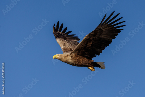 Seeadler (Haliaeetus albicilla)