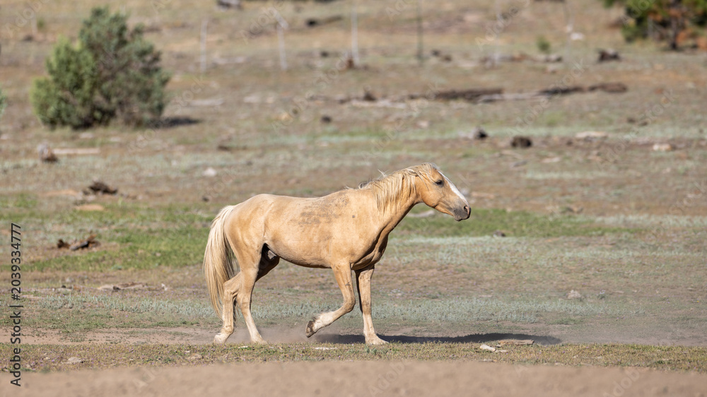 Fototapeta premium Palomino wild horse band stallion running in the Apache Sitgreaves National Forest in the White Mountains of northeast Arizona United States
