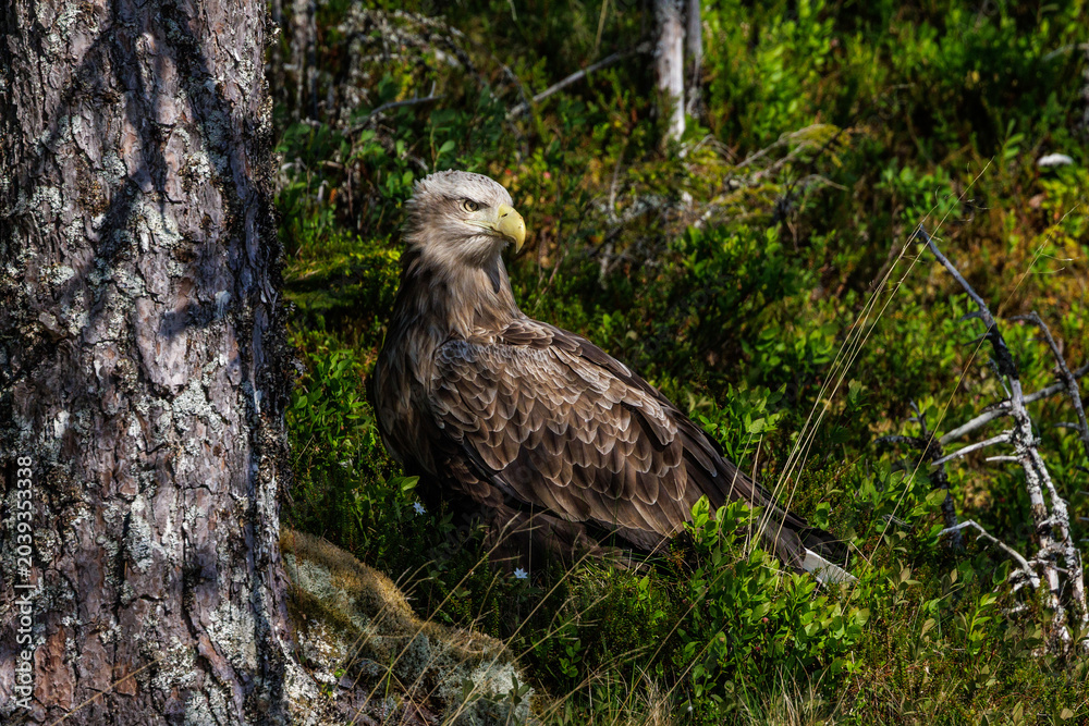Obraz premium Seeadler (Haliaeetus albicilla)
