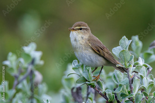 Foto Fitis (Phylloscopus trochilus)