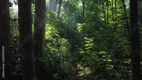 The drone moved forward on the path between the green trees of the summer forest.