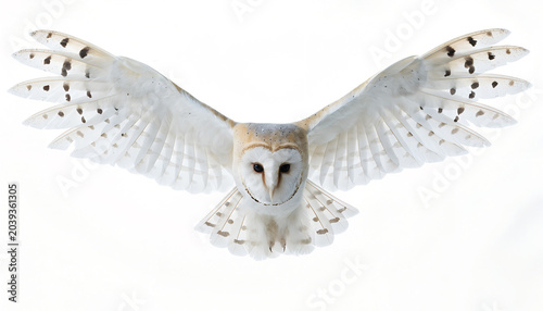 Cuadro en lienzo Beautiful barn owl flying with wings spread wide