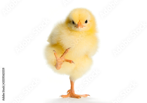 Photos Cute fluffy yellow baby chick standing on one leg