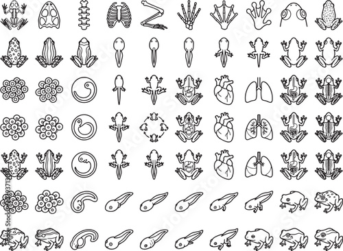 A comprehensive illustration of the frog life cycle, showcasing various stages from egg and tadpole to adult frog, alongside anatomical diagrams of its heart and lungs.
