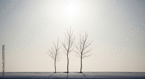 Three bare winter trees with delicate branches reaching upwards