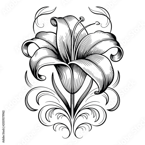 Lilly engraving vector illustrations art