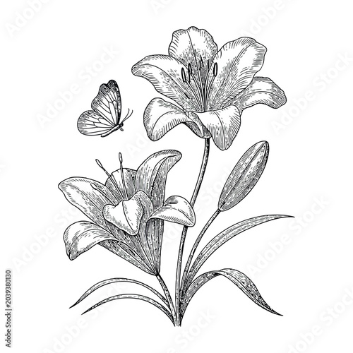 Lilly engraving vector illustrations art