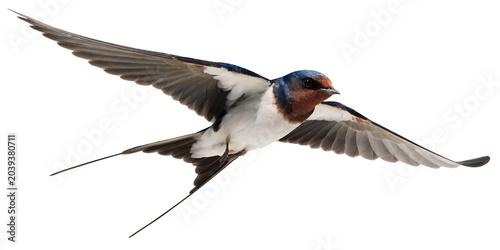 Barn swallow bird flying in the air