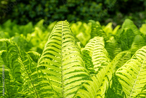 Botanik und Natur, Echter Wurmfarn (Dryopteris filix-mas) und Rhododendronblüte im Berliner Tiergarten Park, Berlin, Deutschland
