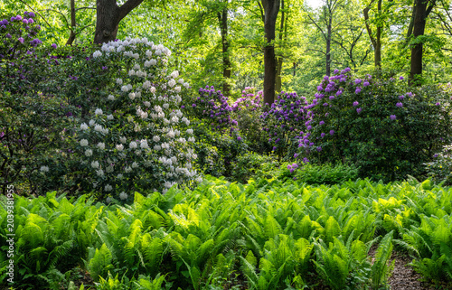 Botanik und Natur, Echter Wurmfarn (Dryopteris filix-mas) und Rhododendronblüte im Berliner Tiergarten Park, Berlin, Deutschland