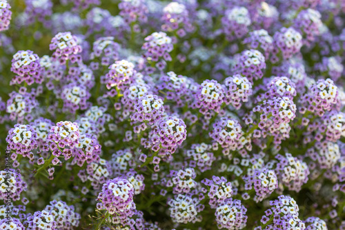 Blooming Sweet Alyssum Floral Background in Northern California.