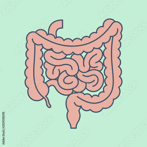 Fotografija A simple illustration of the human digestive system anatomy organ