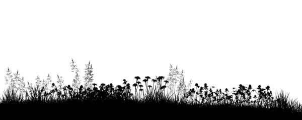Wildflower grass silhouette border isolated on transparent background.