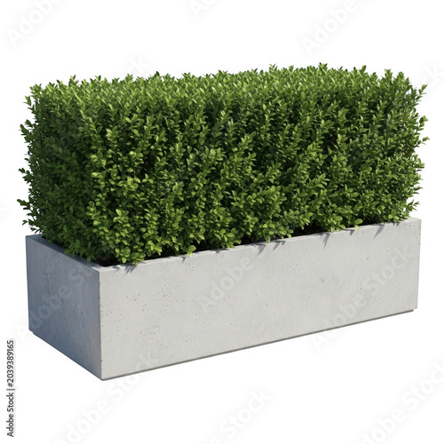 Rectangular boxwood hedge in a modern white planter isolated on transparent background