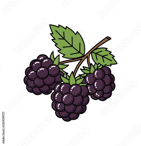 Three Ripe Blackberries on a Stem with Leaves.