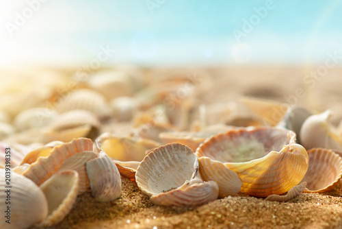 Cuadro en lienzo seashells on the seashore, on the beach