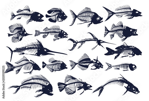 A big Set Skeletons of predatory sea fishes.