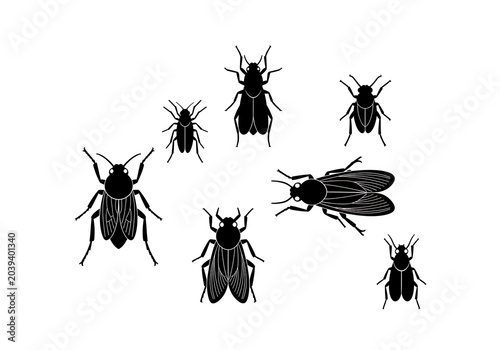 Black Beetles Silhouettes on White Background