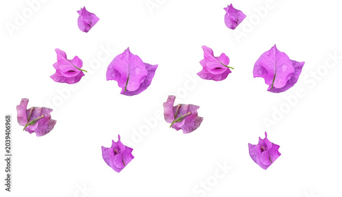 Photos Close-up pattern isolated pink bougainvillea bracts with water drops, alpha channel