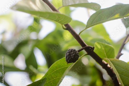 Photos Rotten and dried sugar apple fruit on tree branch caused by plant disease